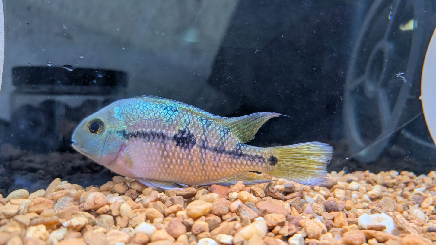 Nicaraguan Cichlid, Macaw, Nicaraguensis