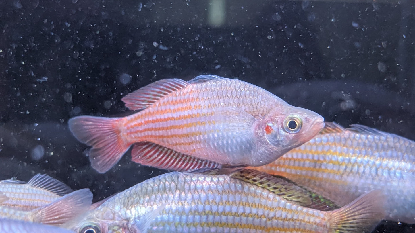 Deepwater Creek Rainbowfish