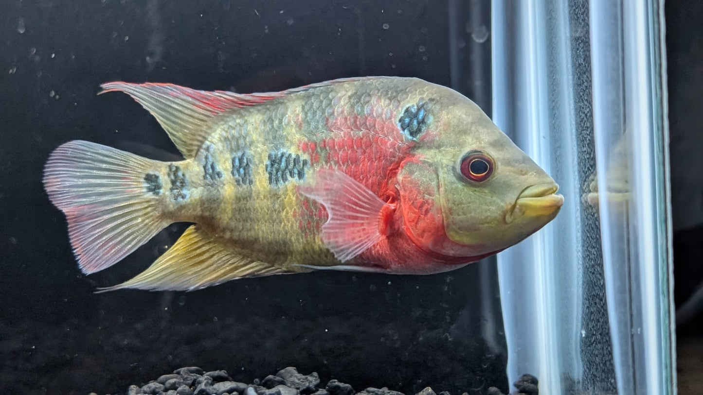 Red Dragon Flowerhorn