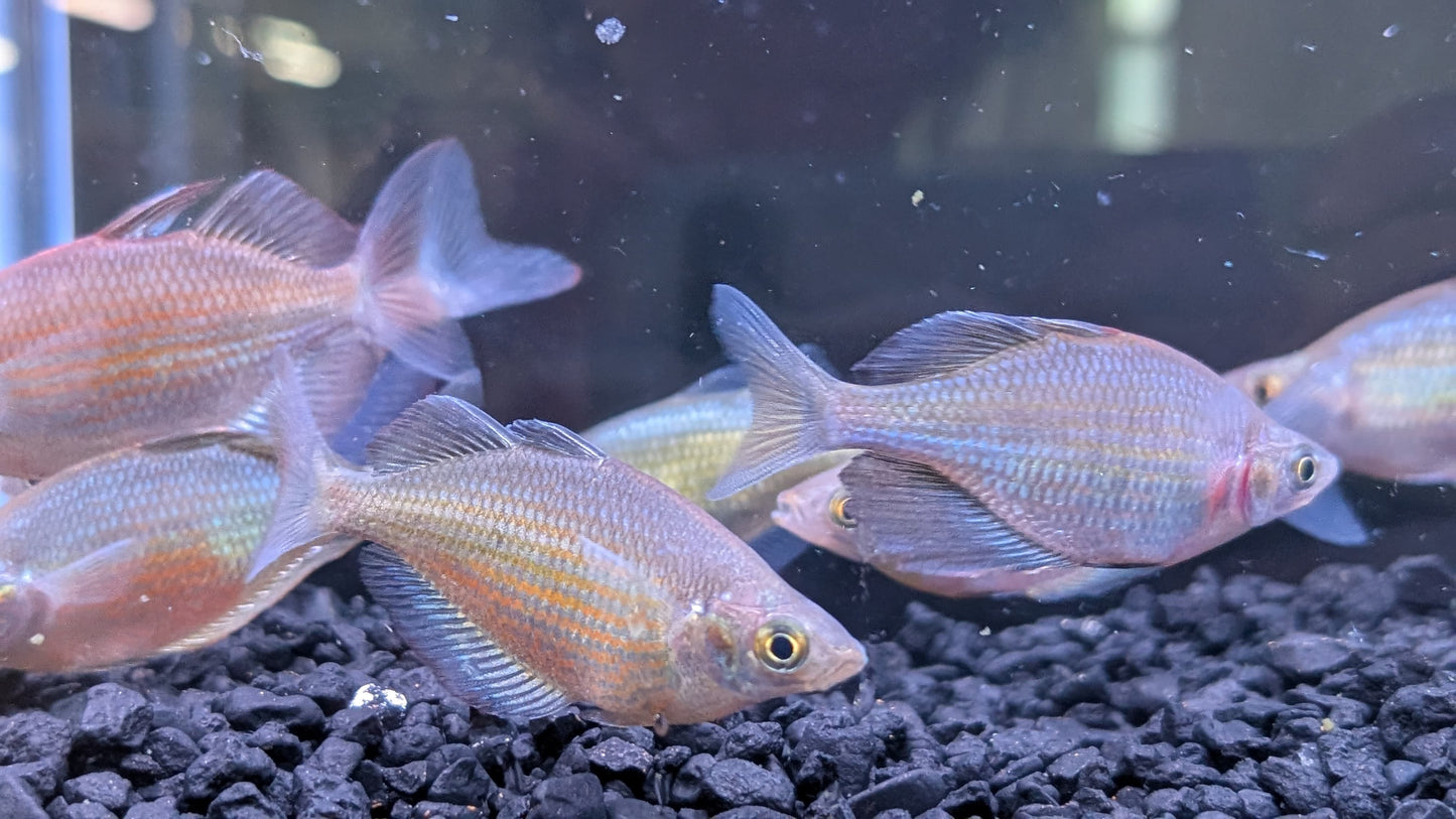 Emerald Rainbowfish (Wanamensis Rainbowfish)