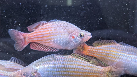 Deepwater Creek Rainbowfish
