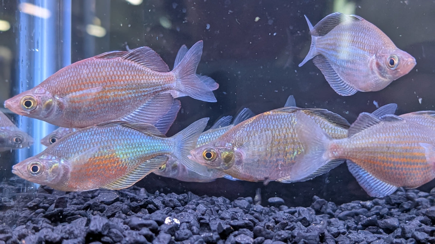 Emerald Rainbowfish (Wanamensis Rainbowfish)