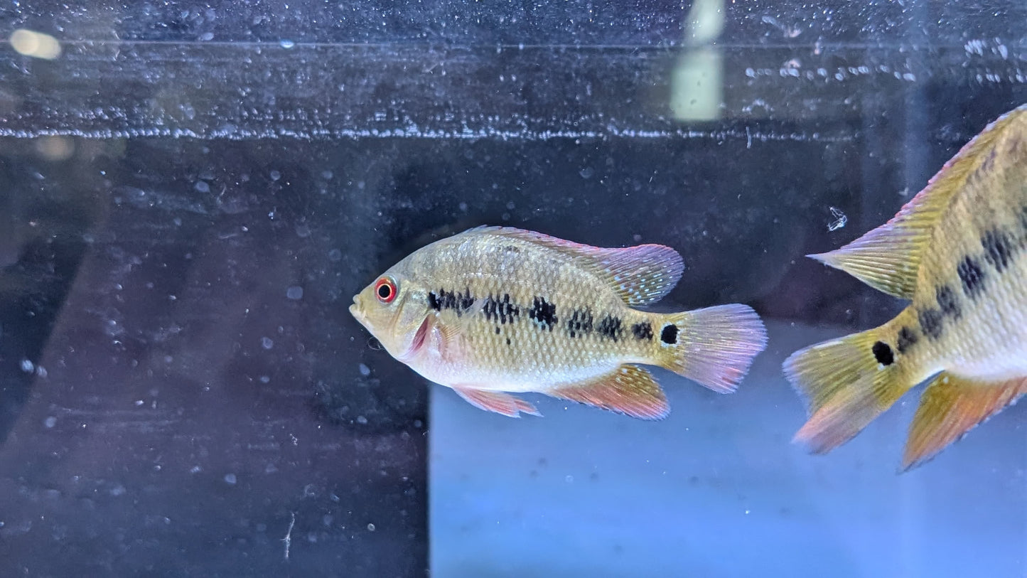 Lyonsi Cichlid