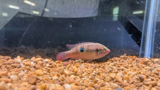 Moanda Jewel Cichlid