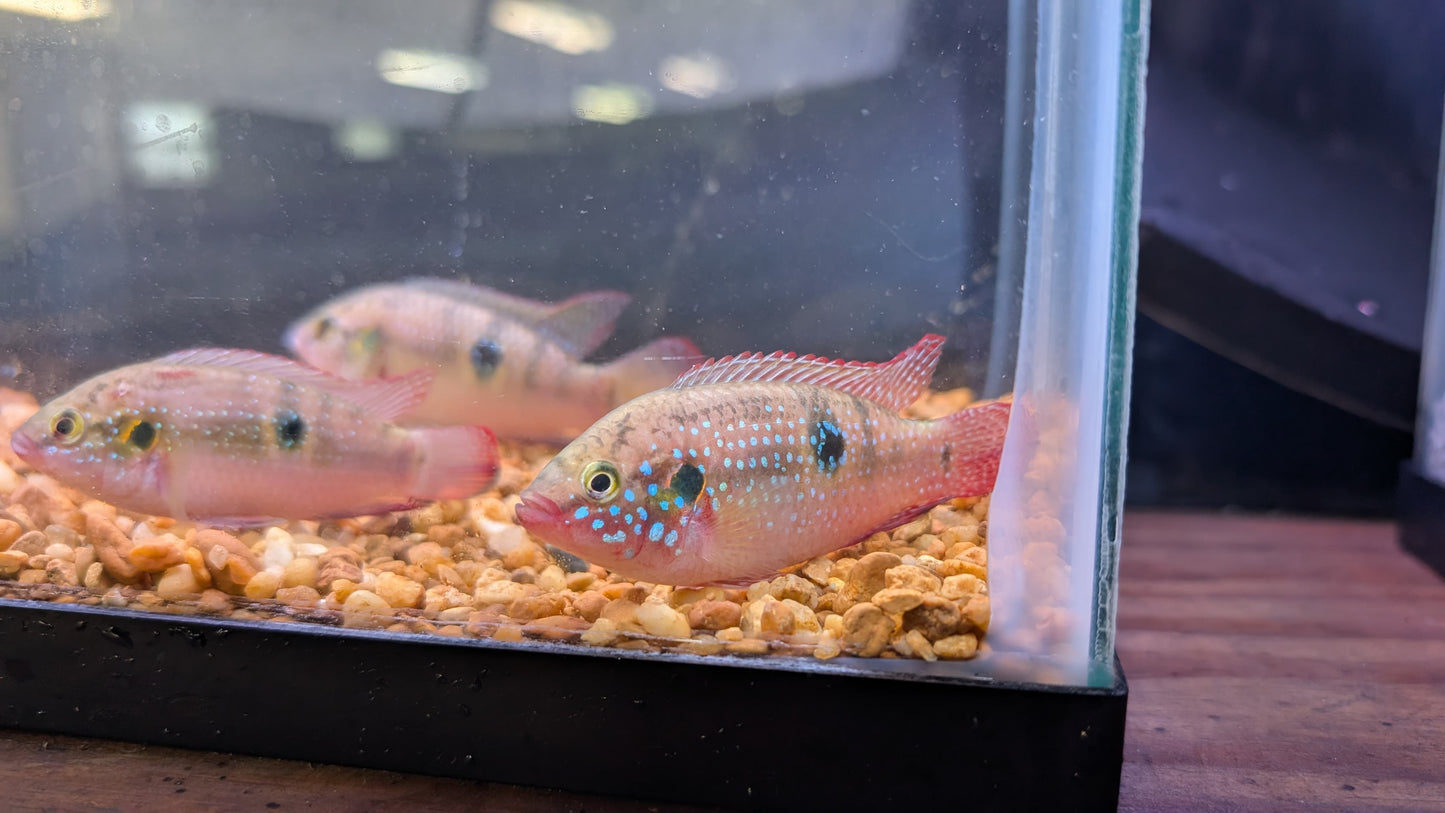 Moanda Jewel Cichlid