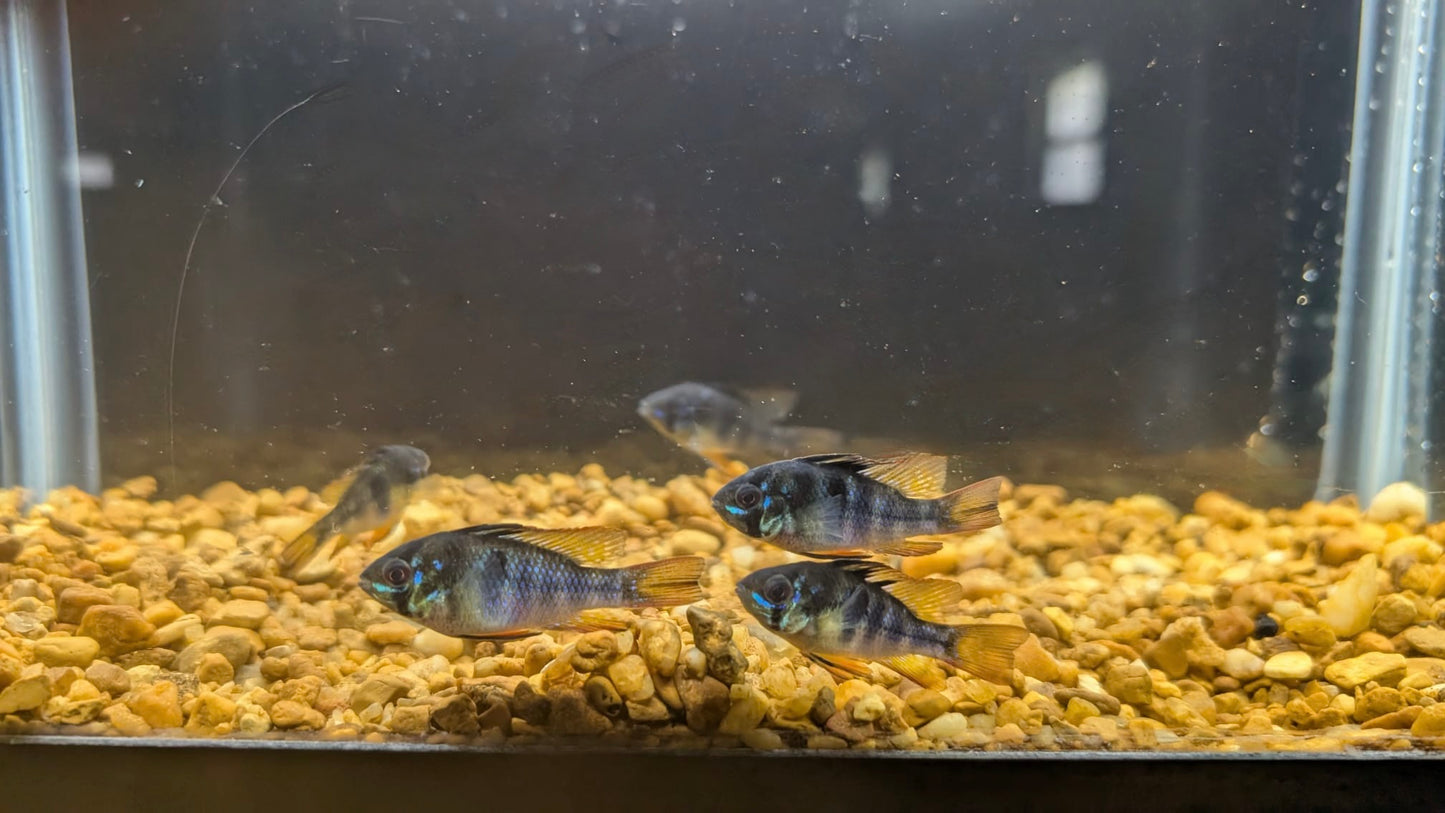 German Blue Ram