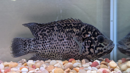 Cuban Cichlid