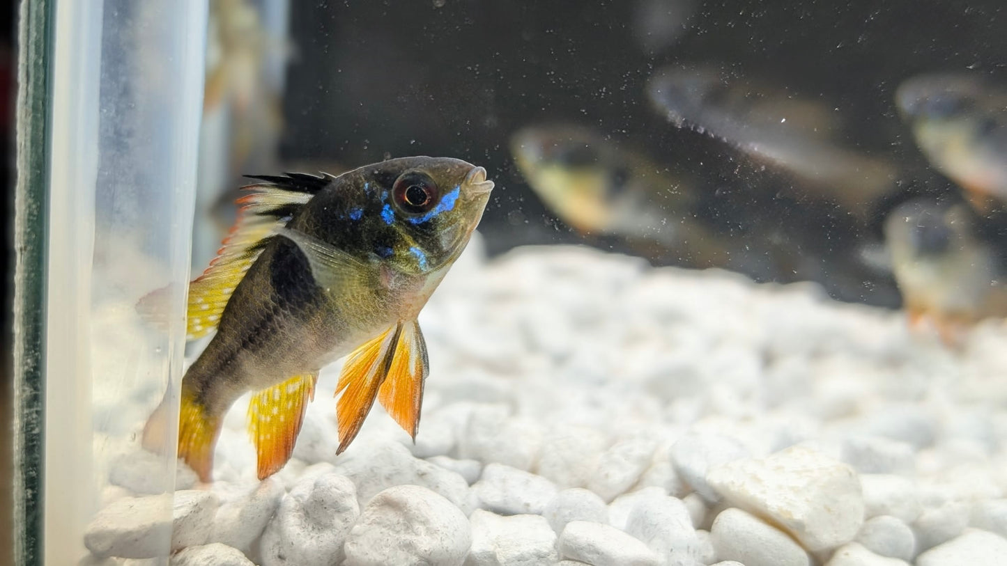 German Blue Ram