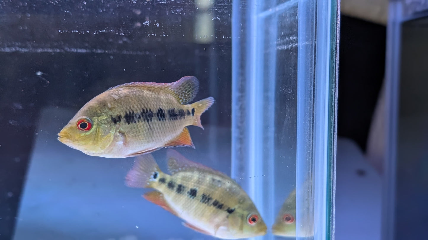 Lyonsi Cichlid