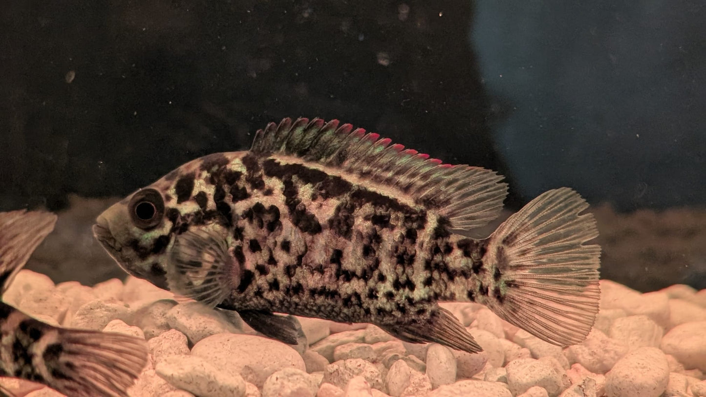 Cuban Cichlid