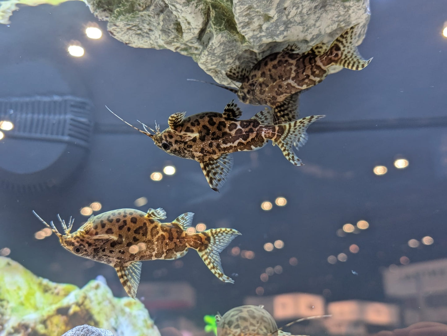Upside Down Catfish
