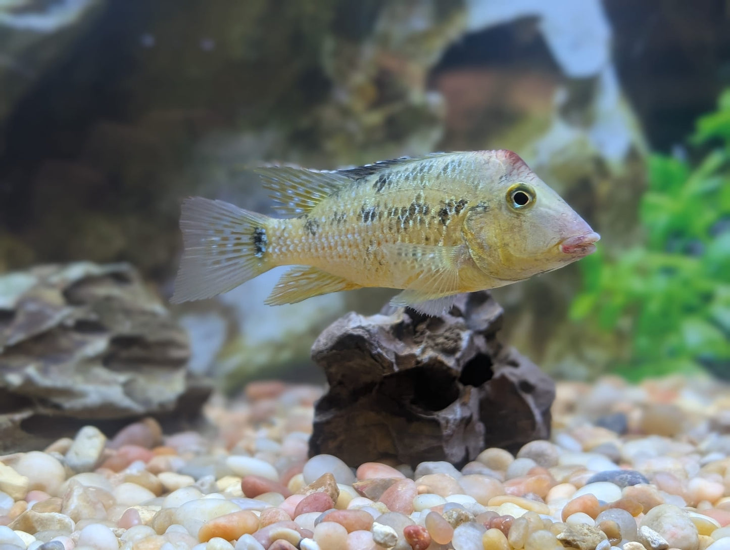 Red Hump Eartheater (Geophagus steindacneri)