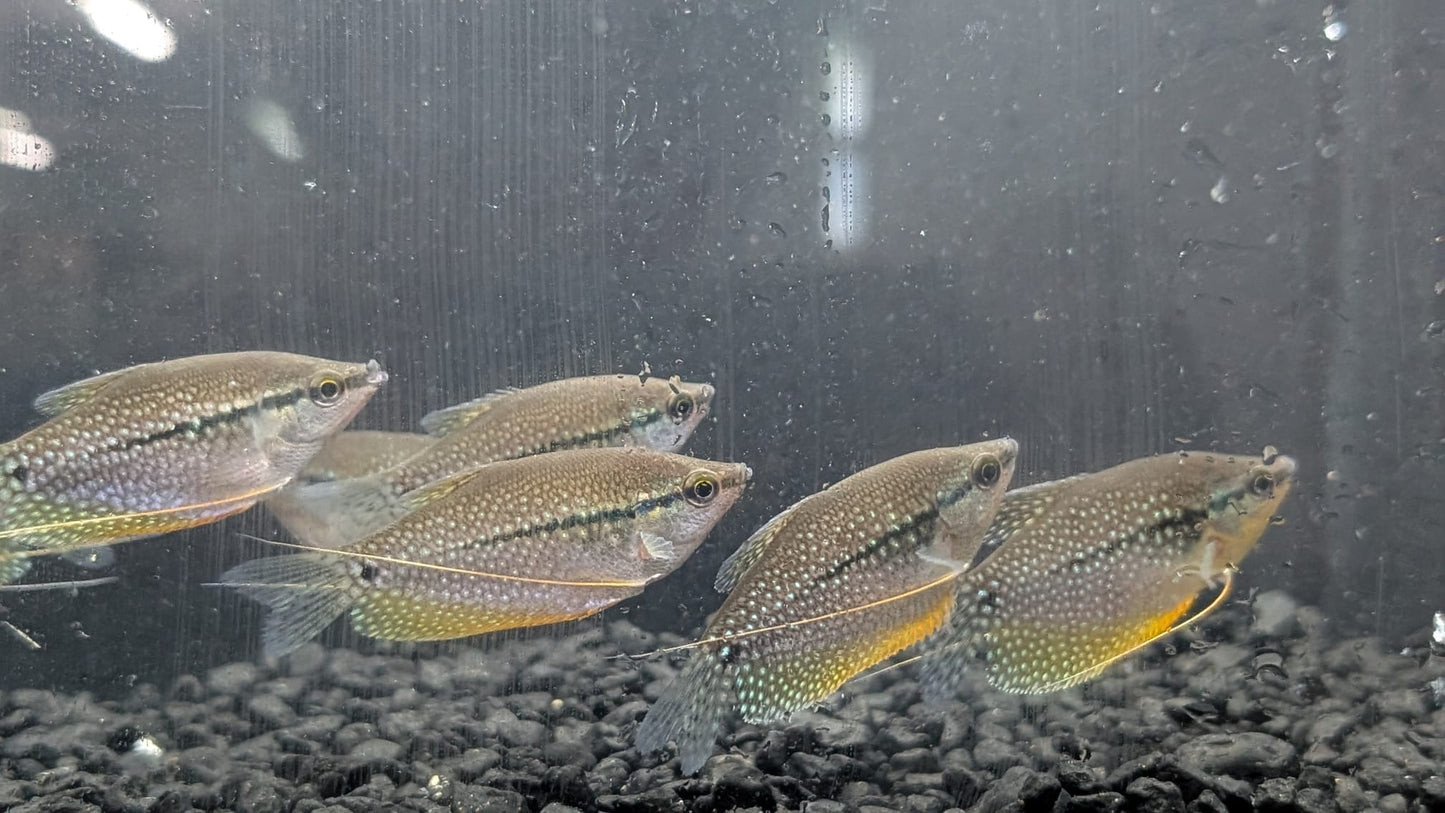 Pearl Gourami