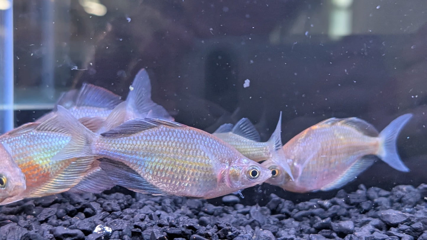 Emerald Rainbowfish (Wanamensis Rainbowfish)