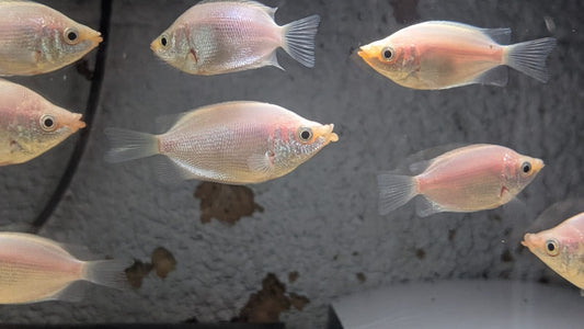 Pink Kissing Gourami