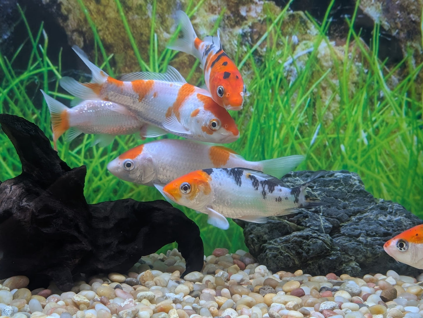 Koi, Kohaku and Sanke