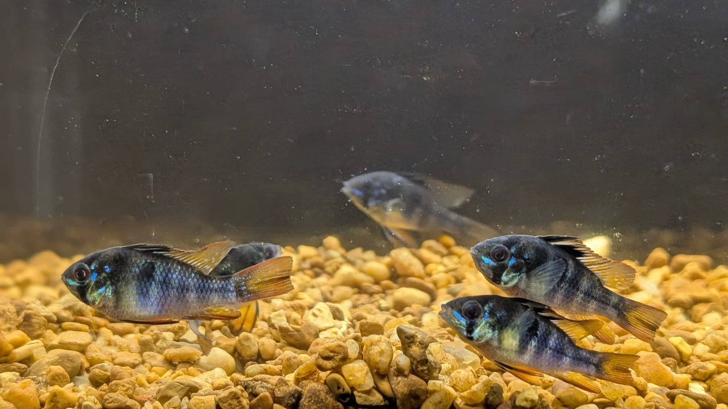 German Blue Ram