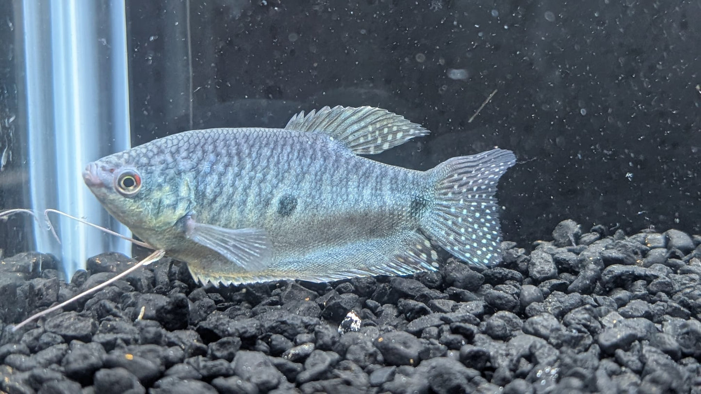 Blue Gourami