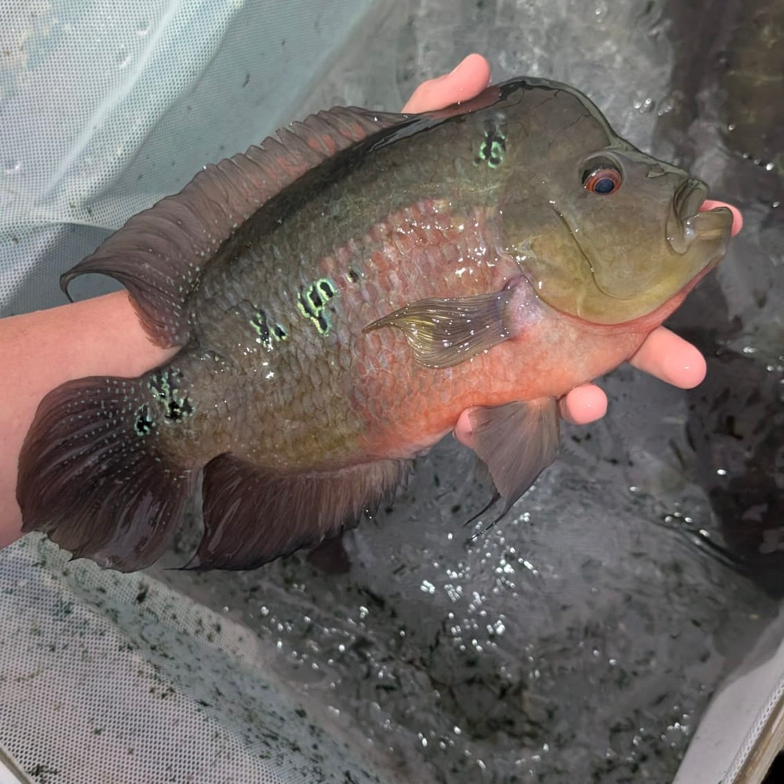 Red Dragon Flowerhorn