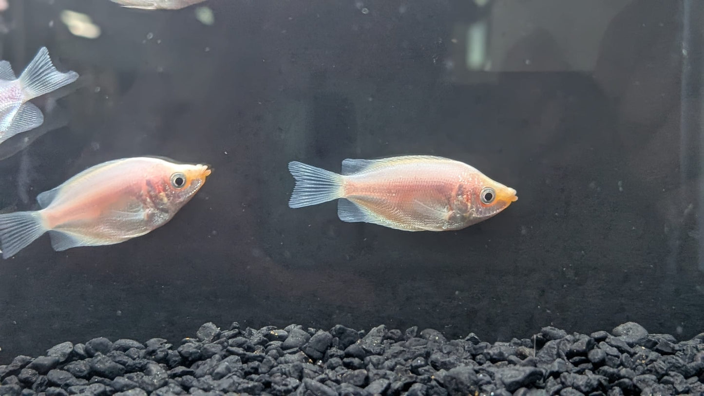 Pink Kissing Gourami