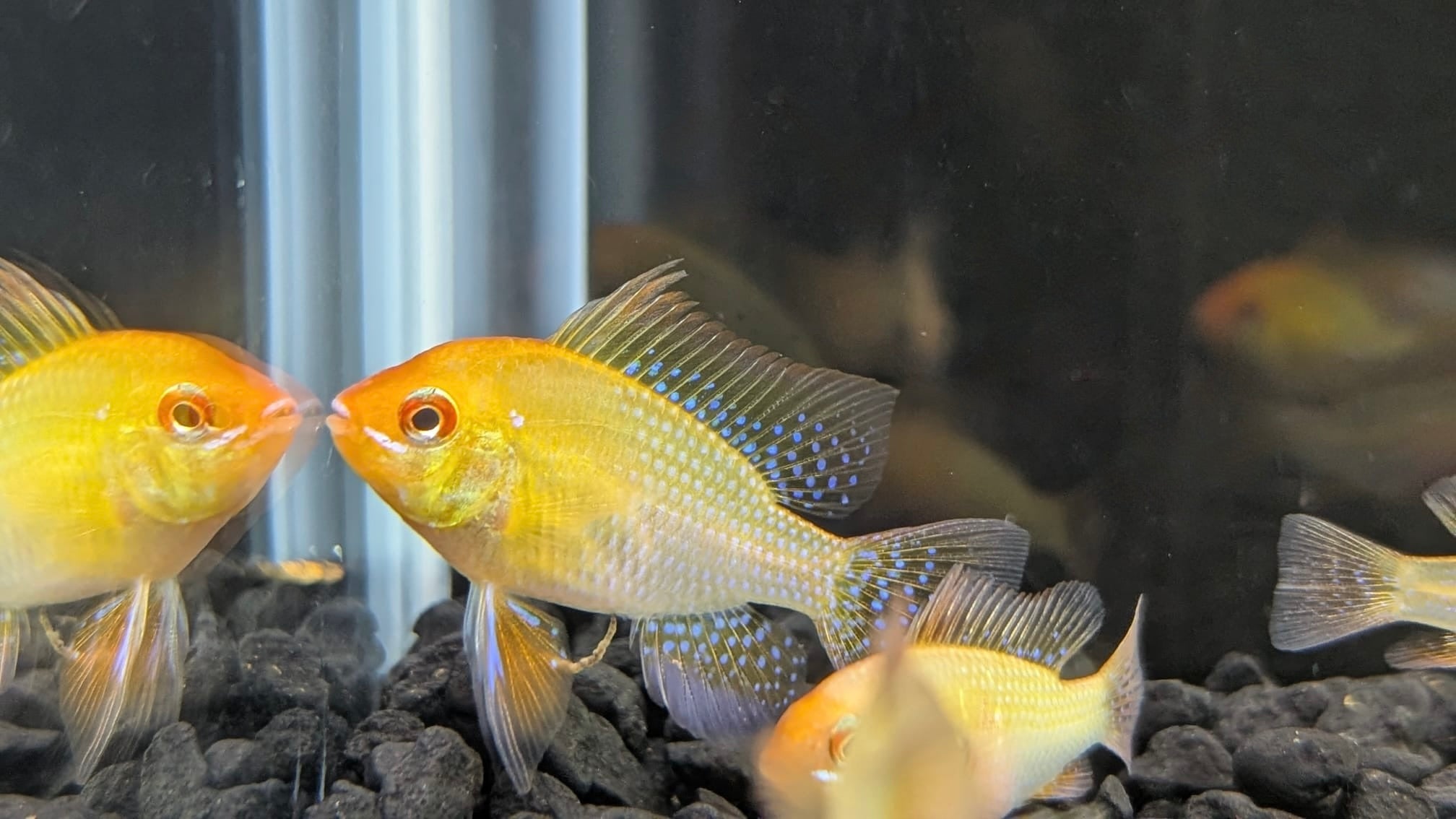 Gold Ram Cichlid for Sale - Mikrogeophagus ramirezi - The Fish Farmer's ...