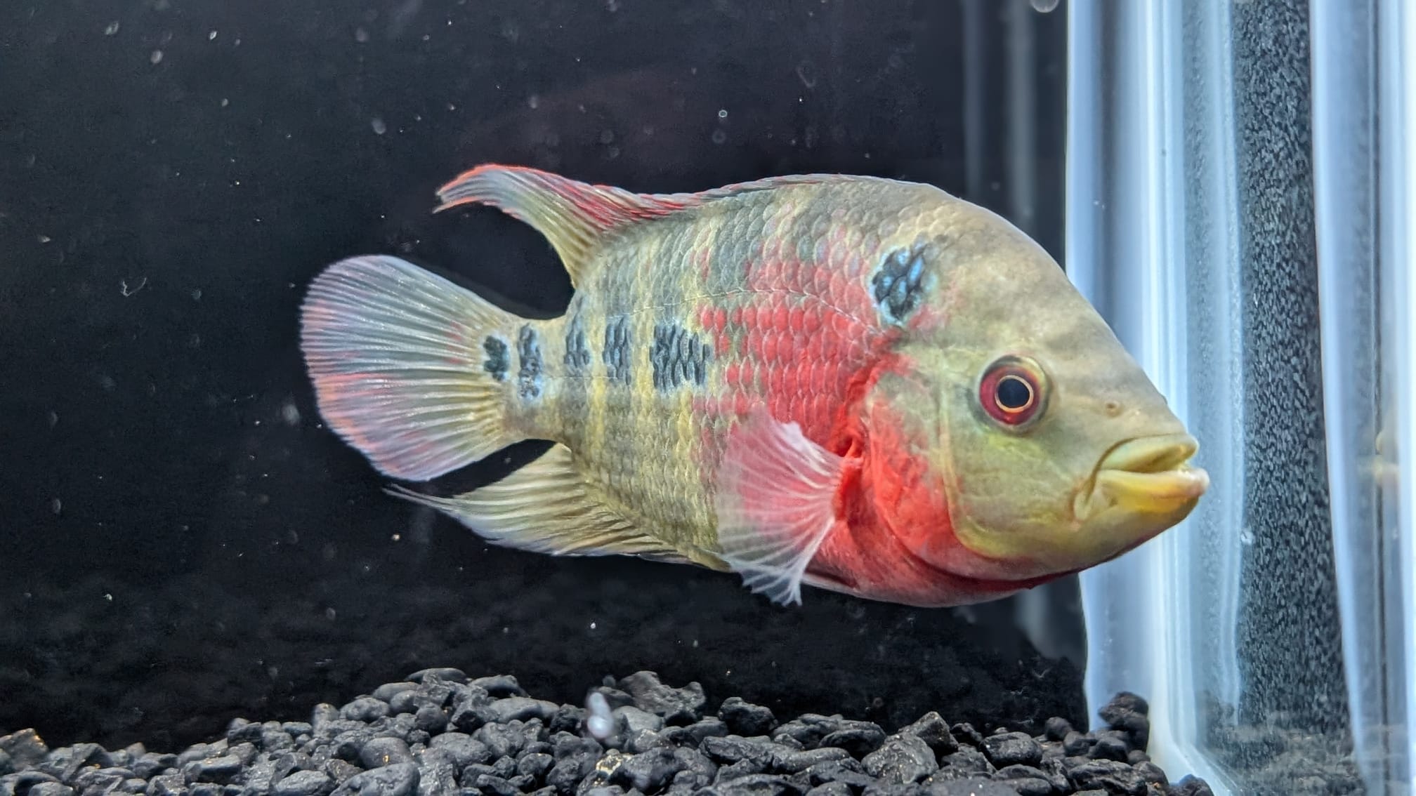 Red Dragon Flowerhorn for Sale - Hybrid Cichlid - The Fish