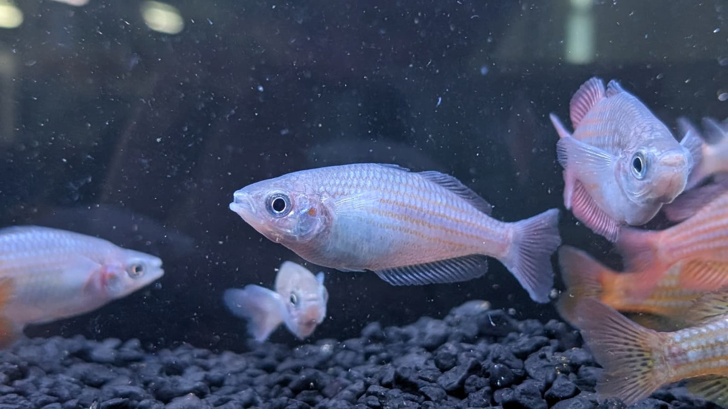 Deepwater Creek Rainbowfish