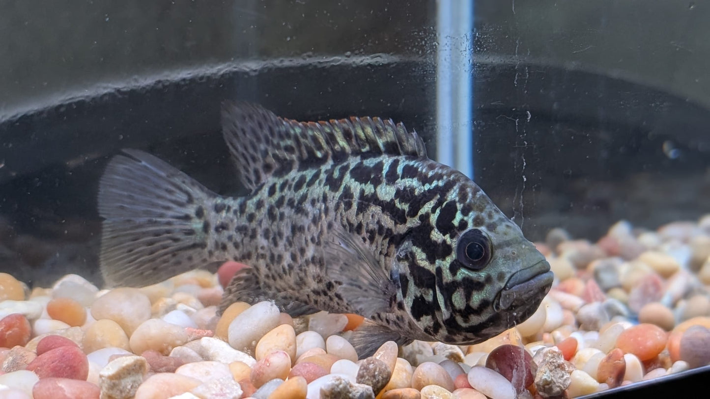 Cuban Cichlid