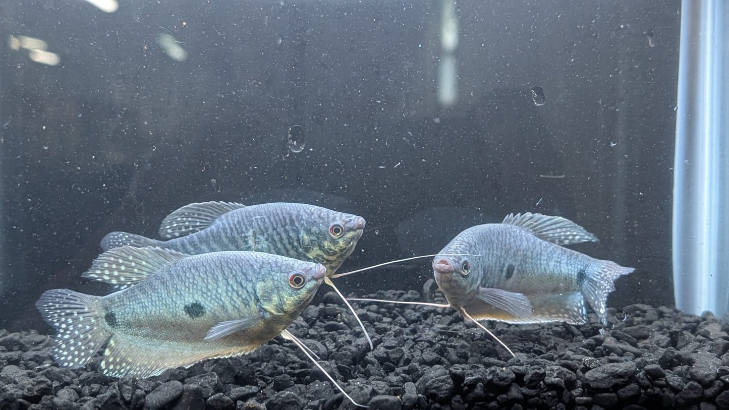 Blue Gourami