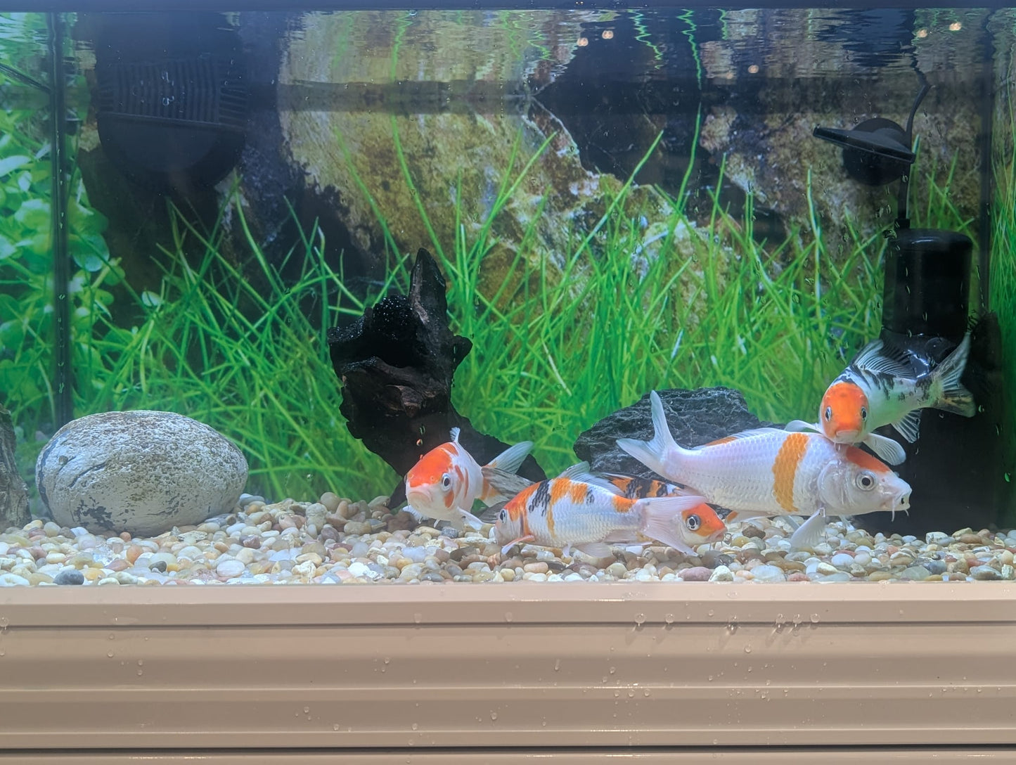Koi, Kohaku and Sanke
