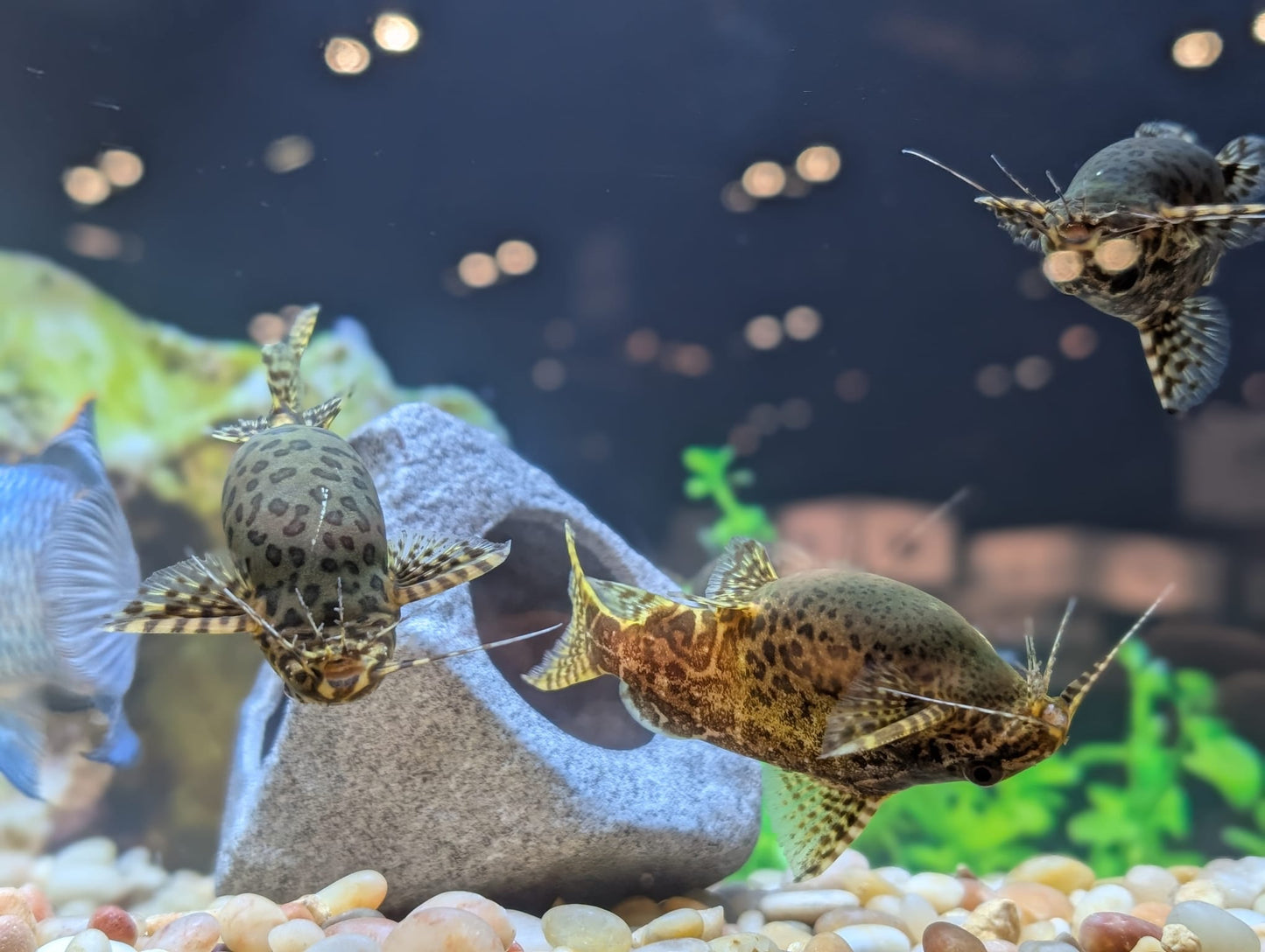 Upside Down Catfish