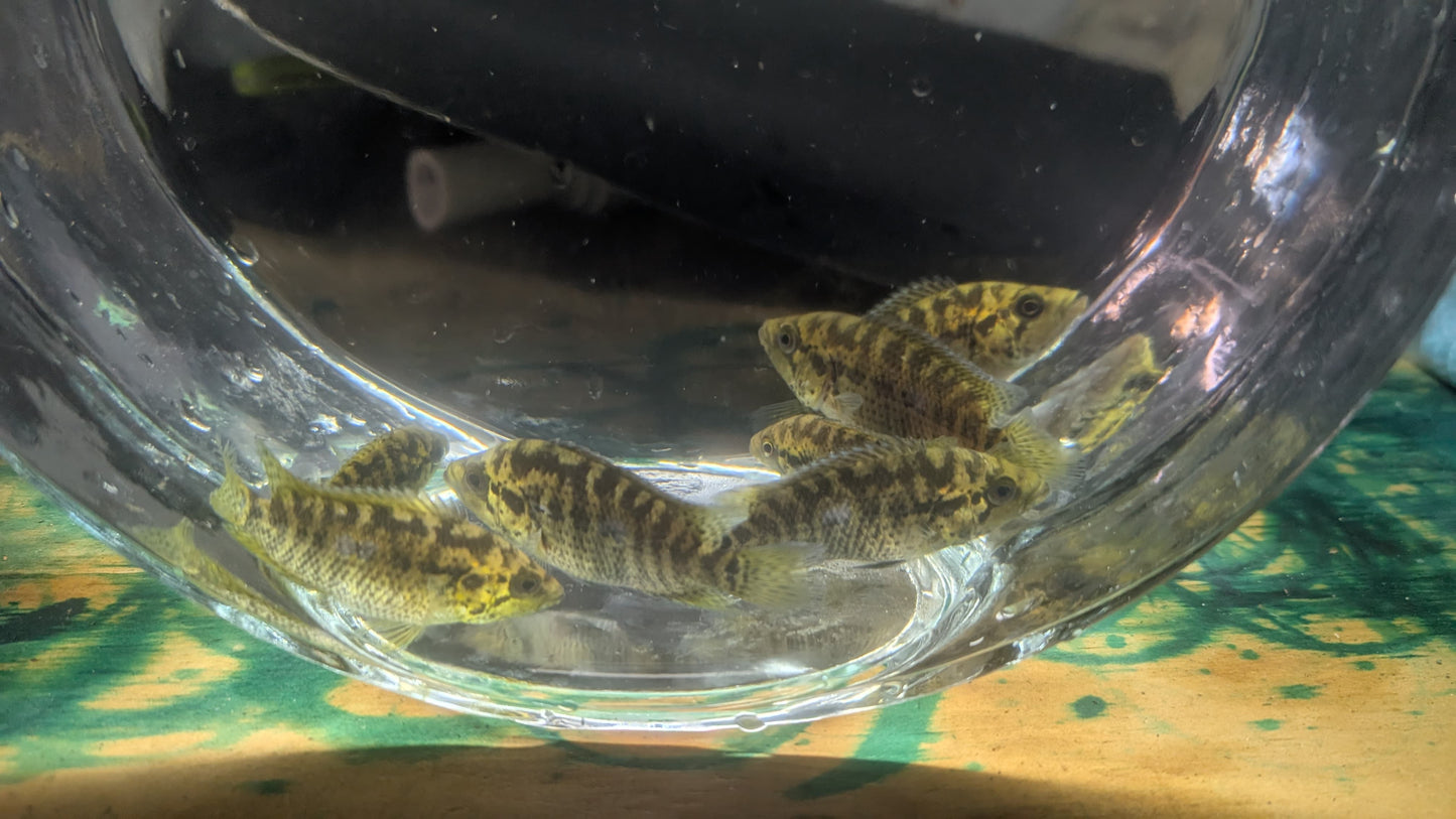 Yellow Jacket Cichlid