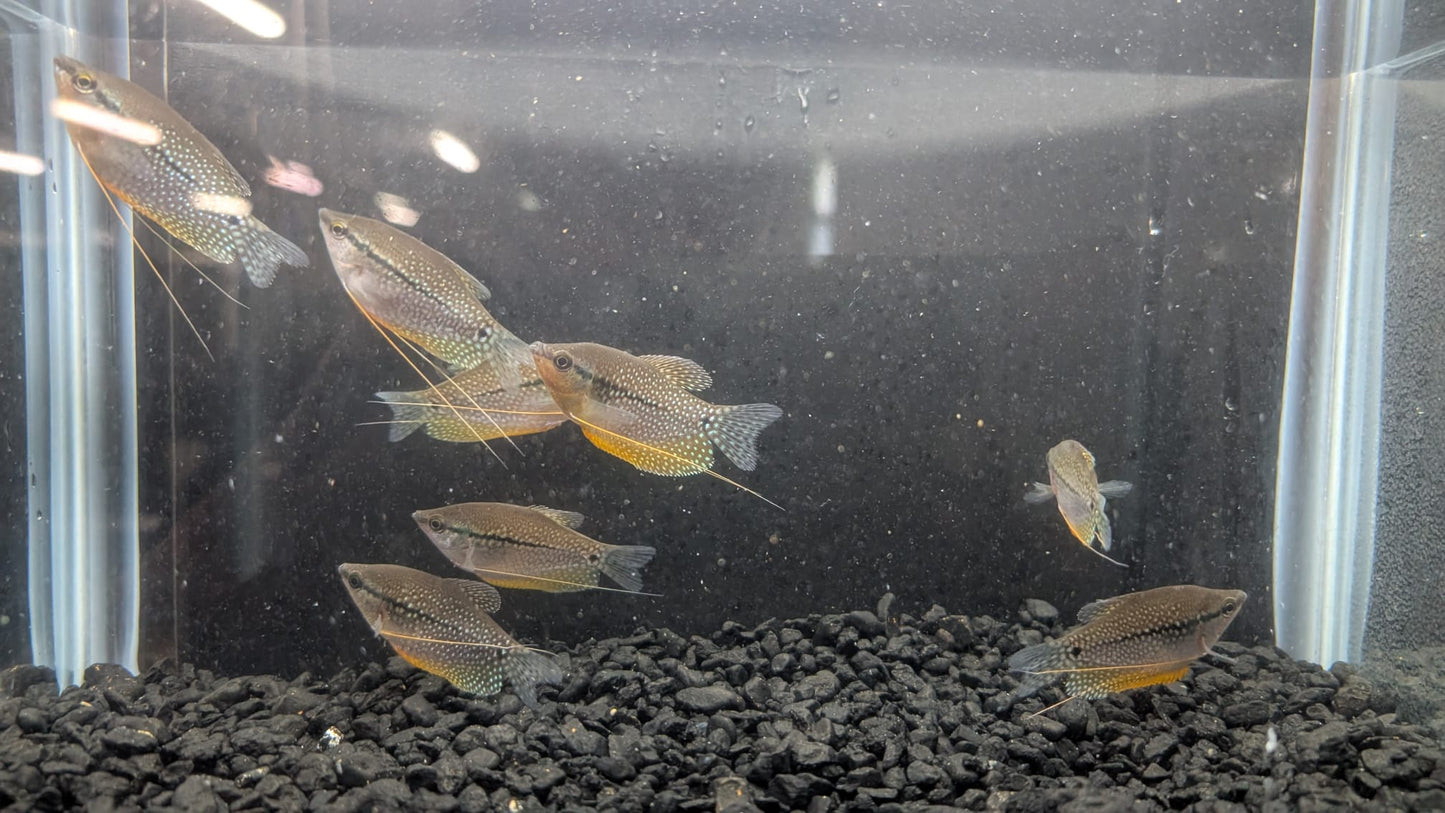 Pearl Gourami