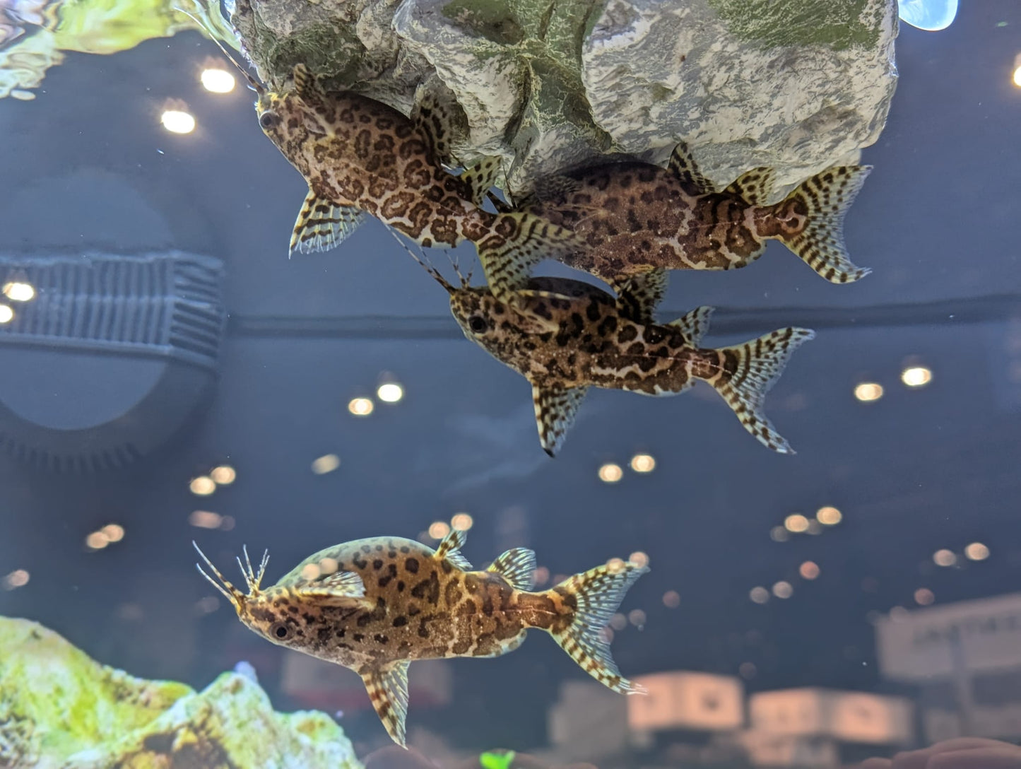 Upside Down Catfish