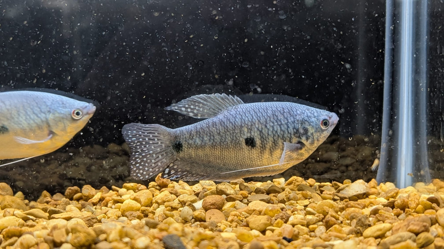 Blue Gourami