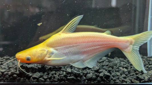 Albino Iridescent Shark