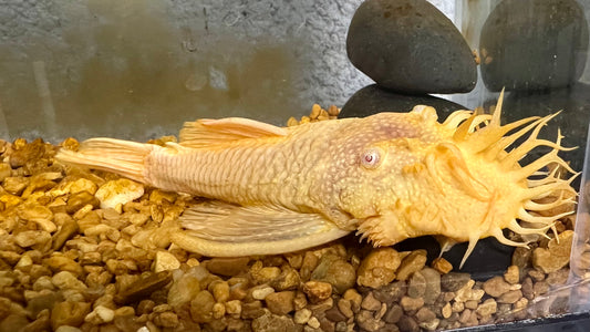 Albino Bushynose Pleco