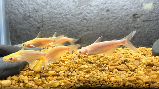 Albino Iridescent Shark