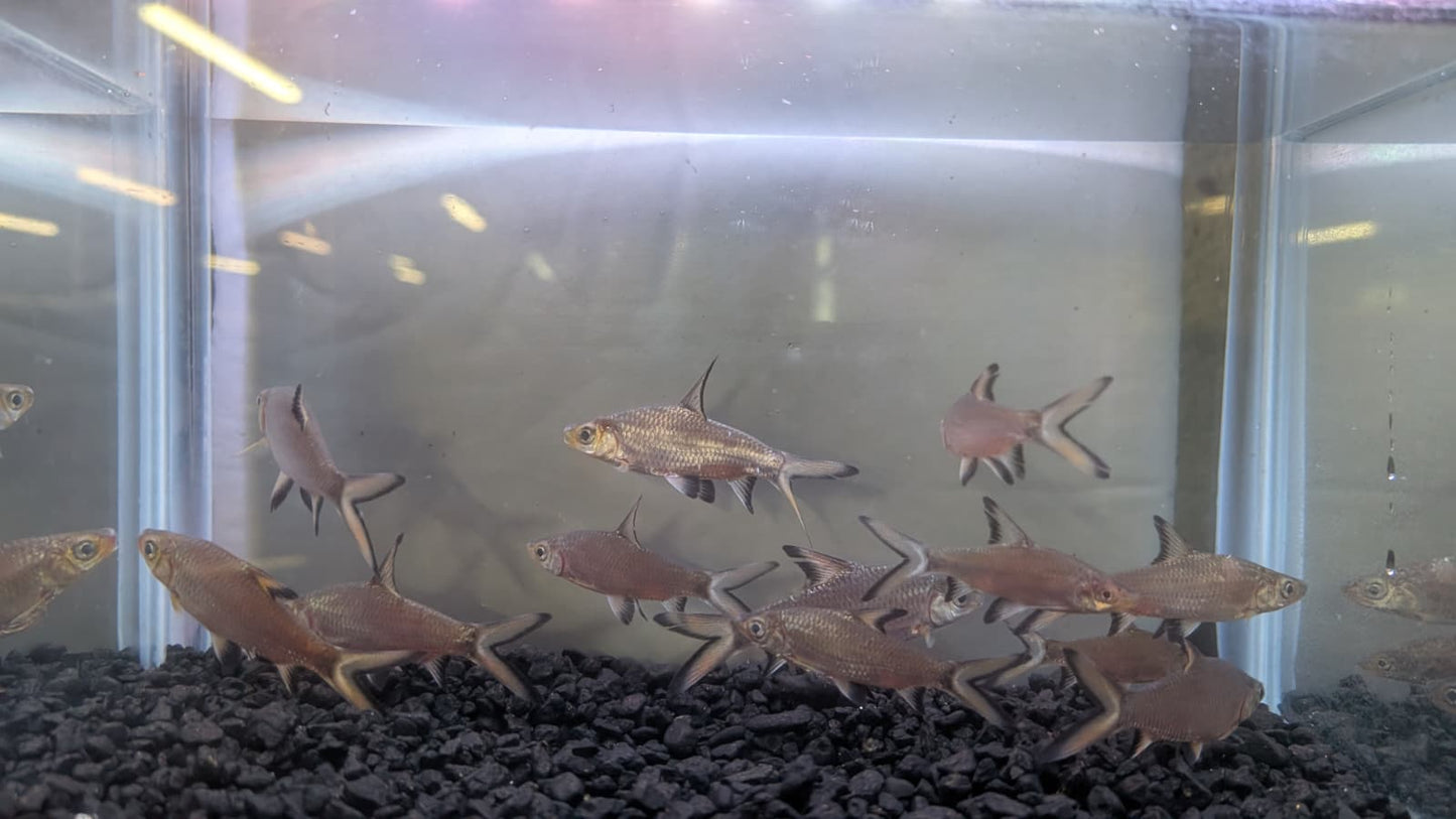 Bala Shark