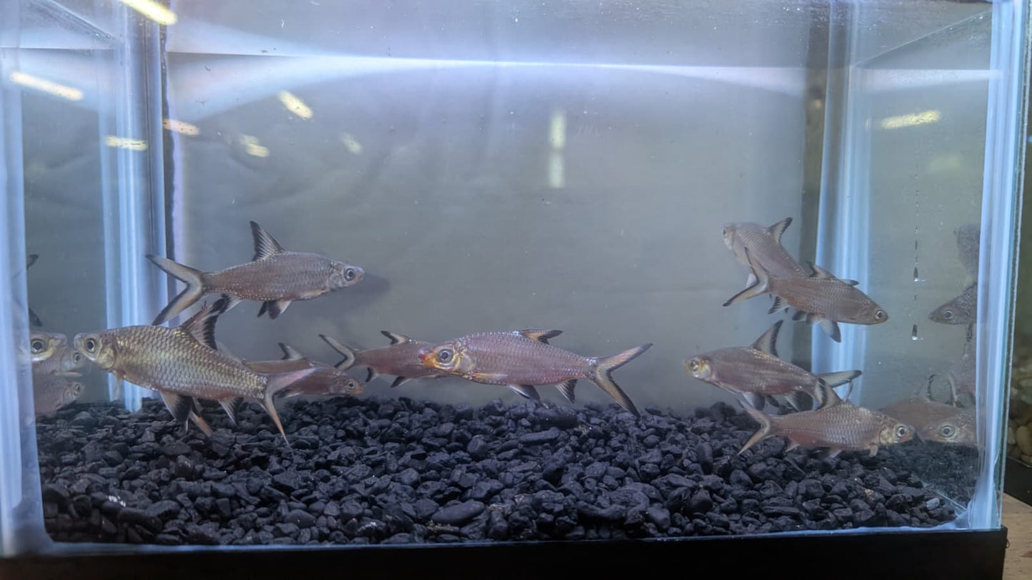 Bala Shark