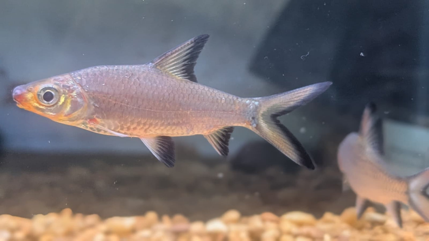 Bala Shark