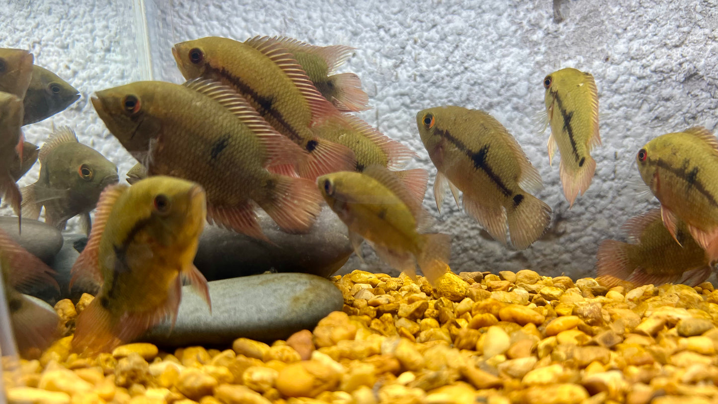 Chocolate Cichlid