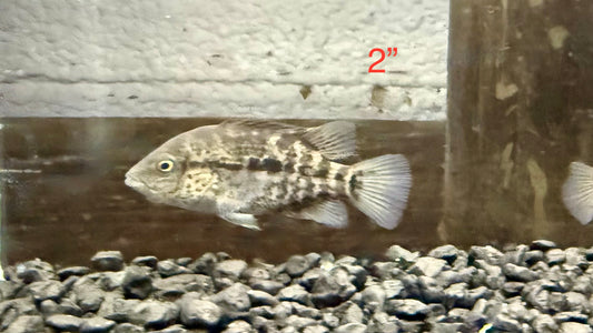 Black Nasty Cichlid (Nandopsis haitiensis)