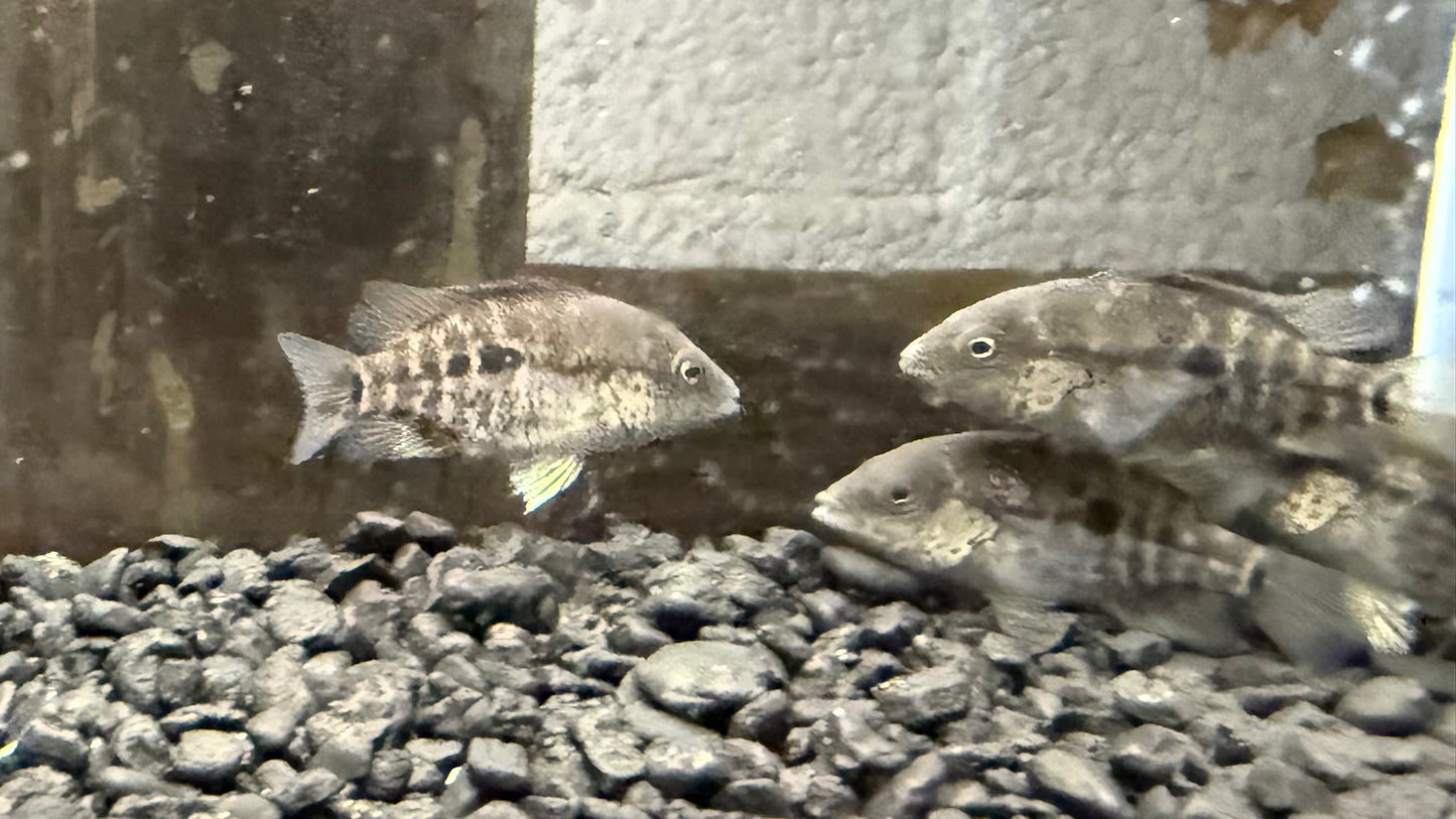 Black Nasty Cichlid (Nandopsis haitiensis)