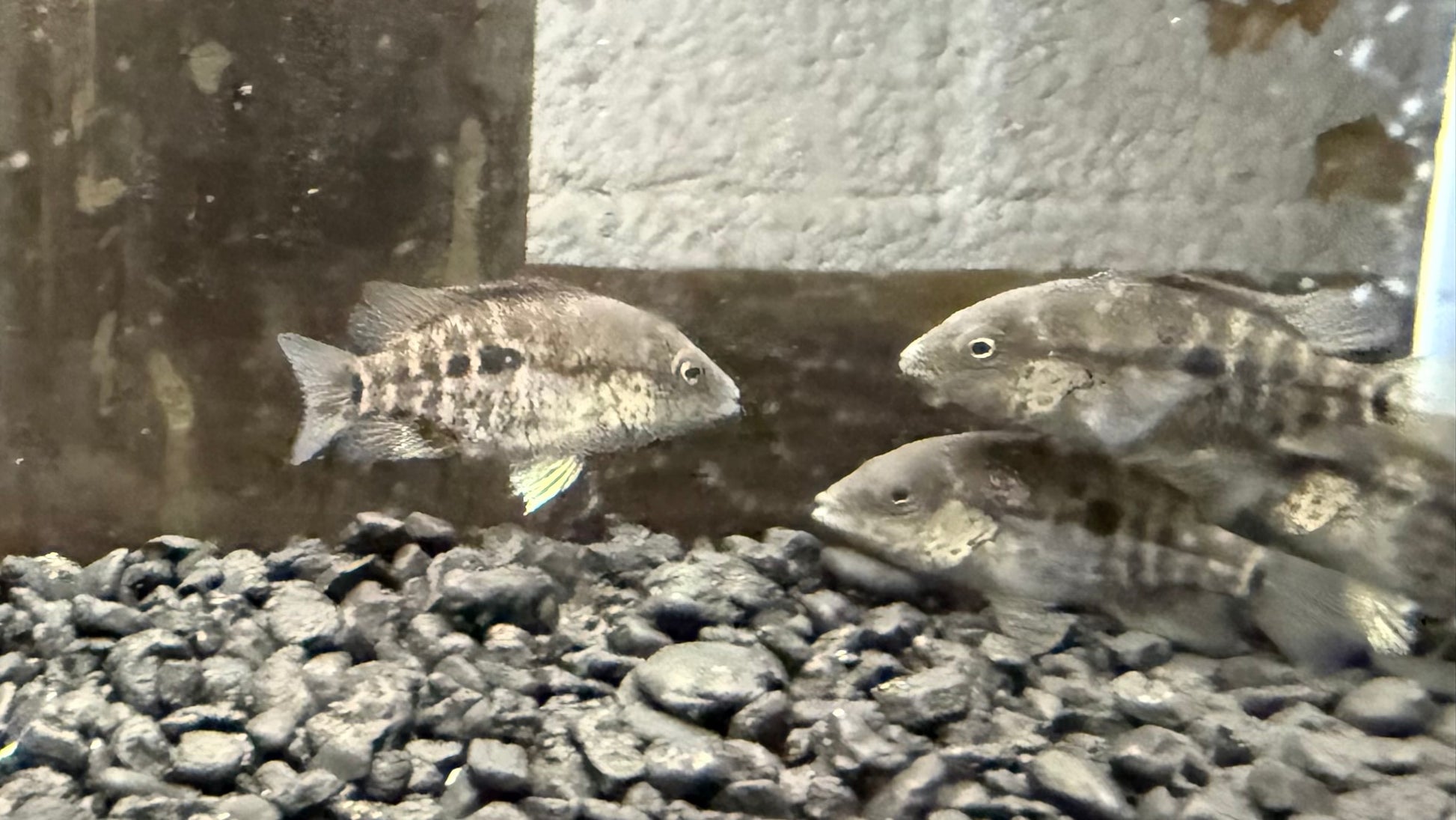 Black Nasty Cichlid (Nandopsis haitiensis)