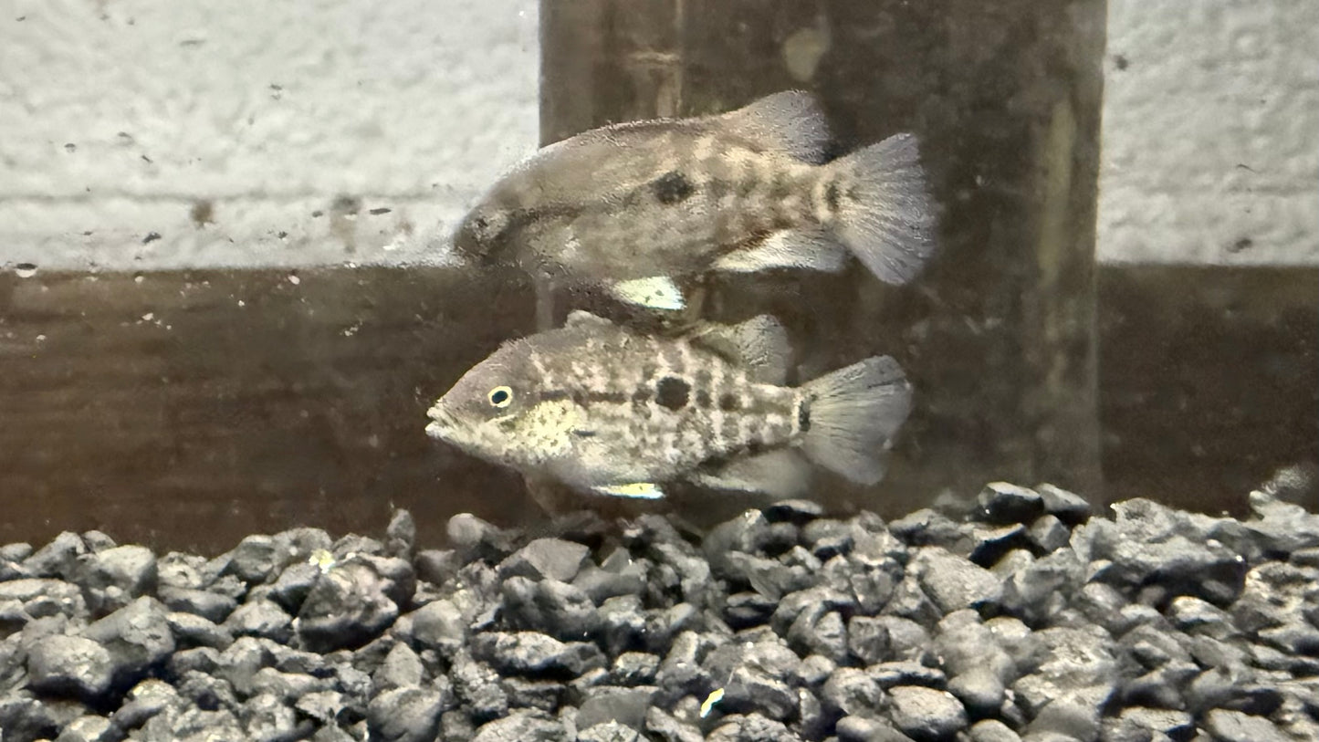 Black Nasty Cichlid (Nandopsis haitiensis)