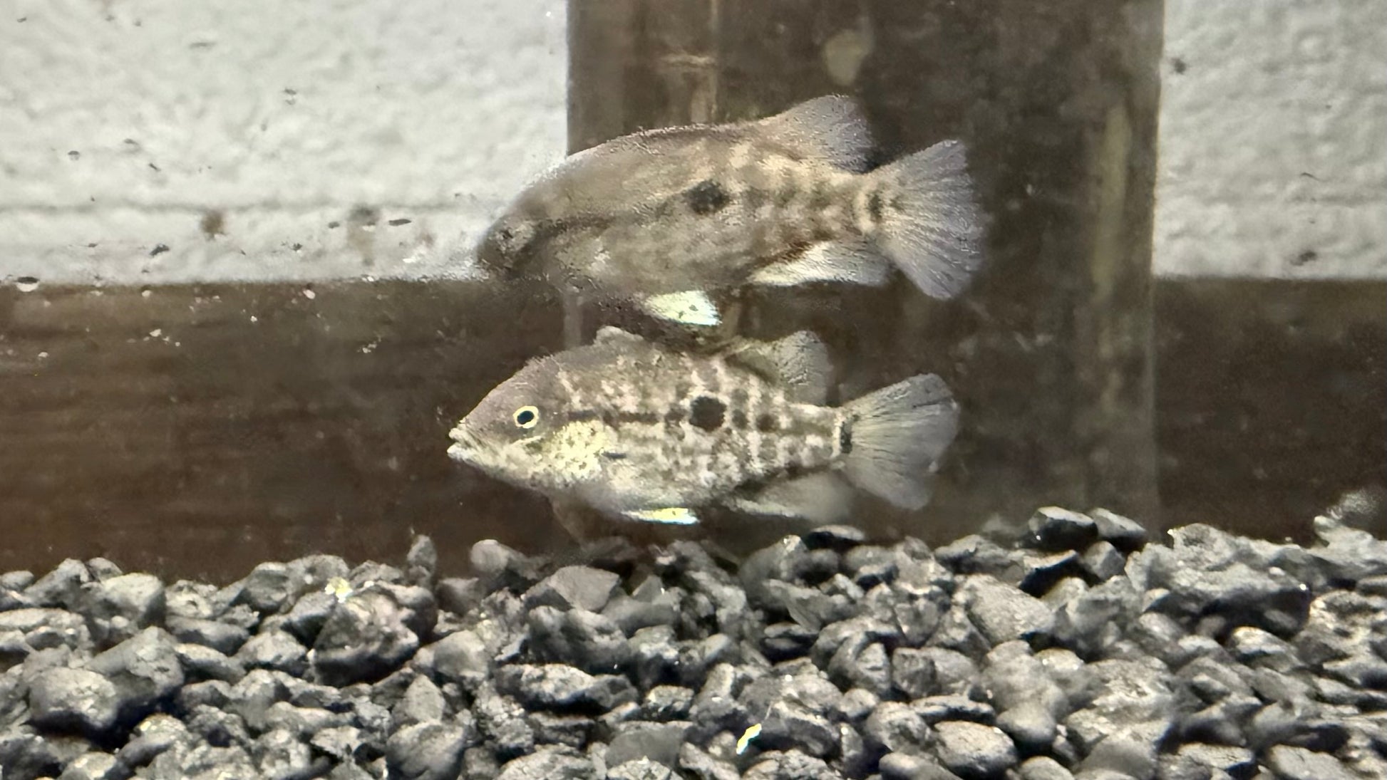 Black Nasty Cichlid (Nandopsis haitiensis)
