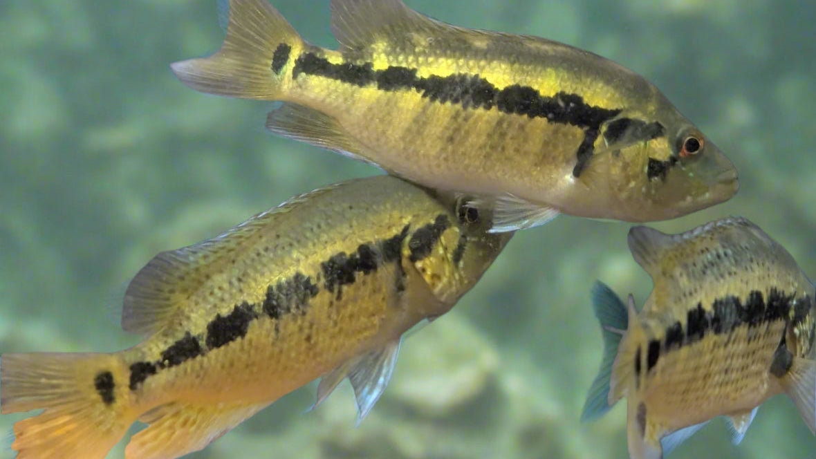 Parachromis dovii or Wolf Cichlid