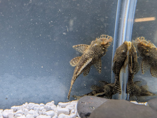 Chocolate Ancistrus