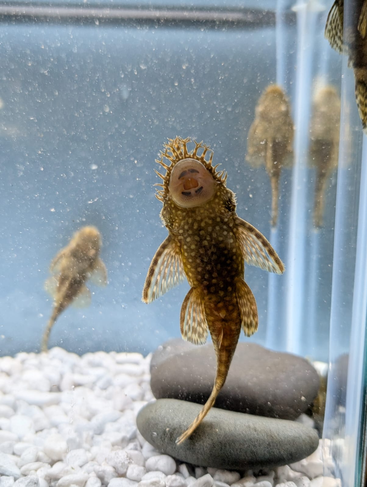 Chocolate Ancistrus